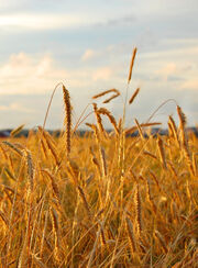 Rye field