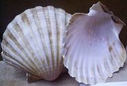 Ab666 conchas.jpg (21 kB) Concha