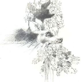 Cierva blanca.jpg