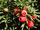 Eibe Frucht I DSC 9403.jpg