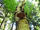 Birke Birch Polypore (Piptoporus betulinus).jpg