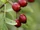Weißdorn (Crataegus) Früchte.jpg