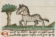 Cod. Pal. germ. 311, fol. 088r - Buch der Natur, Pferd