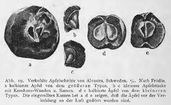 Apfelfunde RdgA Bd1, Abb.019