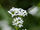 Asperula tinctoria.jpg