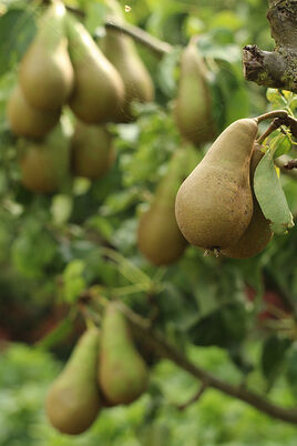 Birnenbaum