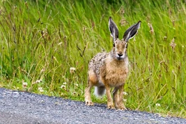 Rabbit Torres del Paine Peter M Graham 2018-01-04