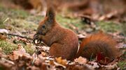 Eichhörnchen Sciurus vulgaris, Hedera Baltica 2021-12-22