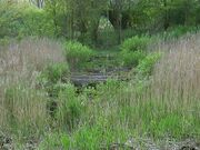 Satzer Moor Bohlenweg