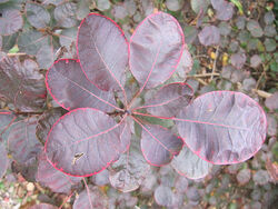 Cotinus coggygria 'Royal Purple'.jpg