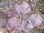 Cotinus coggygria 'Royal Purple'.jpg