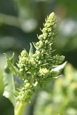 Wilde Rübe (Beta vulgaris)