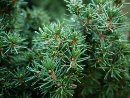 Picea abies 'Pseudo-Maxwellii'
