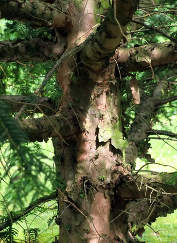 how to care for hedera helix Hedera helix – Adplants main image 1
