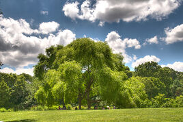 Willow tree