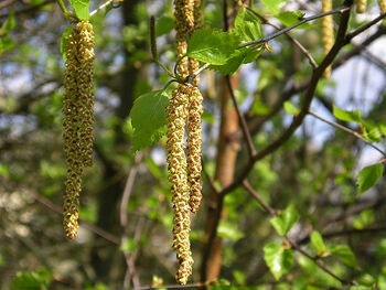 Gemeine Hasel (Corylus avellana)