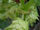 Humulus lupulus lupuloides.jpg
