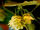 Humulus lupulus L..jpg