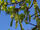 Balsam-Pappel (Populus balsamifera).jpg
