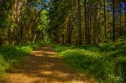 Forest path, Fjärdlång, Stockholm by Tommie Hansen 2014-07-04
