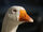 Goose portrait.jpg