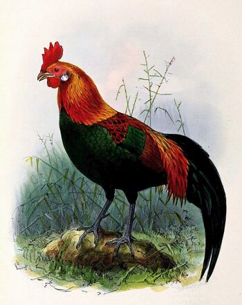 Bankivahuhn (Gallus gallus) 1876