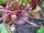Rote Bete (Beta vulgaris L.).jpg
