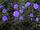 Blue flax -3-.jpg