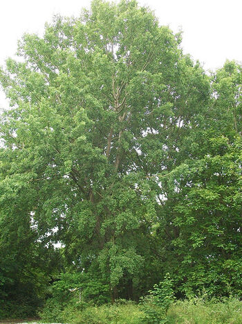 3. Aspen Poplar (Populus tremula)