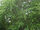 3. Aspen Poplar (Populus tremula).jpg