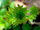 Esche (Fraxinus excelsior) Folia XVIII.jpg