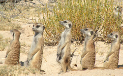 Prarie Dogs Mob