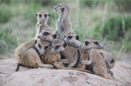 South African Meerkat Project portrait