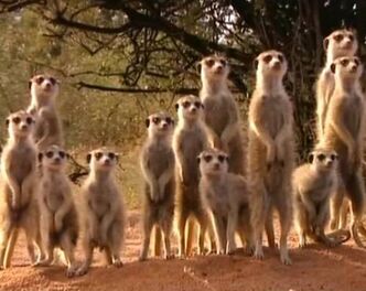 Meerkatmob1