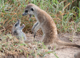 Young Rockkats play-fightting