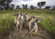 185px-Beatrice, Madge, Duke and Yara