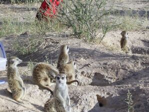 Whiskers family