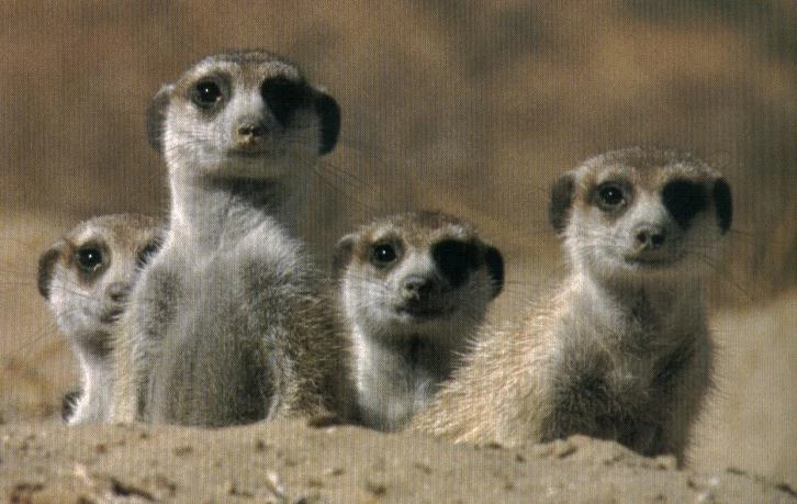 Rugrats Mob | Meerkats Fanon Wiki | Fandom