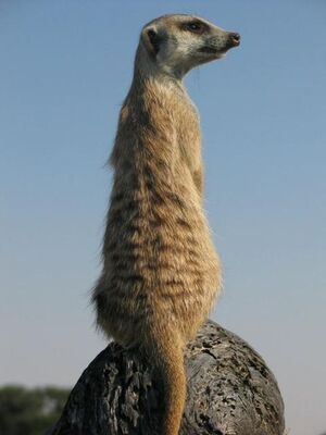 Drew Guarding on termite mound