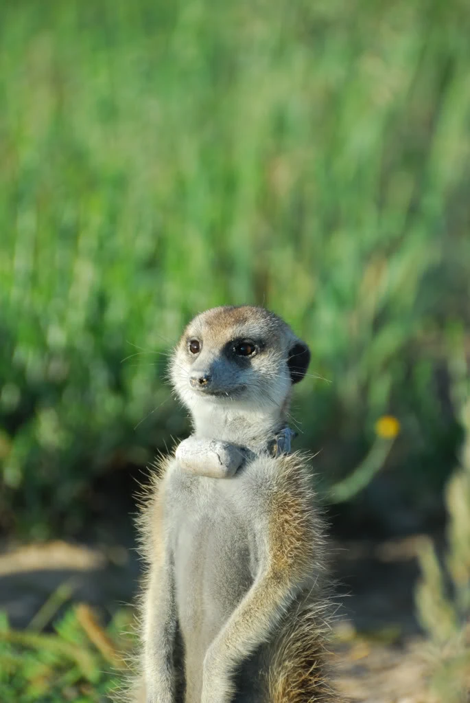 Raptors Mob | Meerkats Fanon Wiki | Fandom