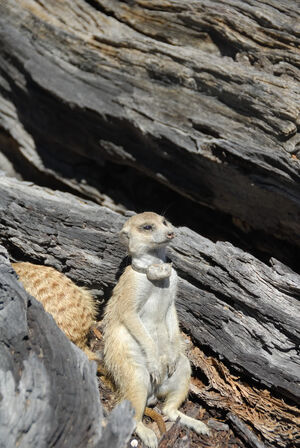 Venom Puff Adders