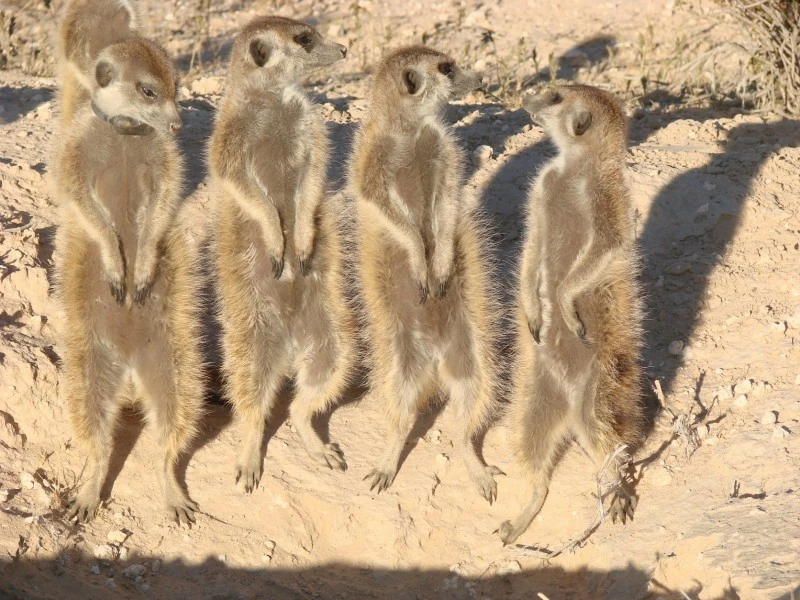 Pokemon Mob Meerkats Fanon Wiki Fandom