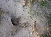 315px-Axel, Beaker, Sophie, Mitch and Wiley Kat of the Whiskers (with a meerkat baby).