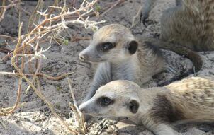 Two Whiskers Juveniles