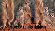Meerkat Family Fighters.jpg