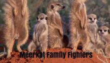 Meerkat Family Fighters