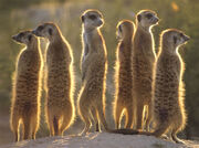 Meerkats 1024