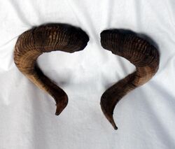 Centaurian Horns