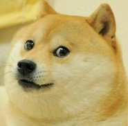 Doge.png