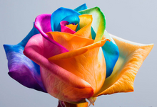 Rainbow flower cutie mark .png